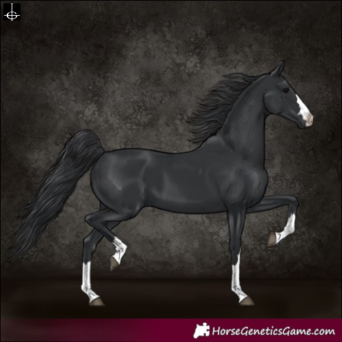 Horse Color:Black 