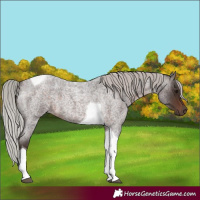 Horse Color:Silver Brown Roan Tobiano 