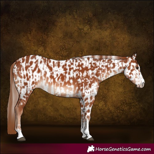 Horse Color:Chestnut  and Chestnut Appaloosa 