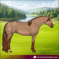 Horse Color:Red Dun