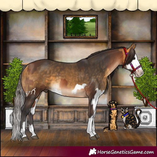 Horse Color:Bay Splash  and Buckskin Splash 