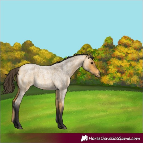 Horse Color:Buckskin Roan