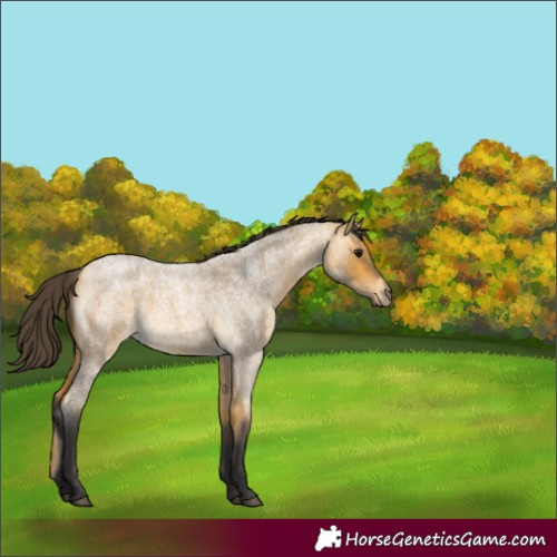 Horse Color:Buckskin Roan 
