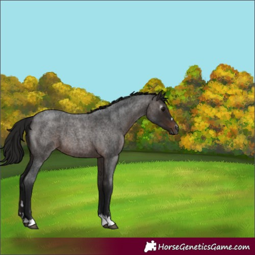 Horse Color:Gray Bay Roan 
