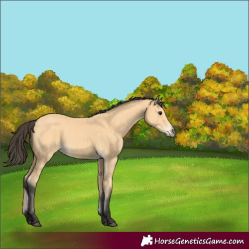Horse Color:Buckskin 