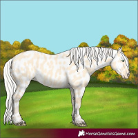 Horse Color:Silver Amber Cream Champagne Dun Appaloosa 