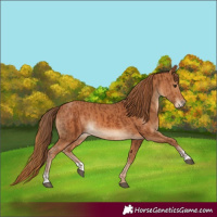 Horse Color:Chestnut and Chestnut