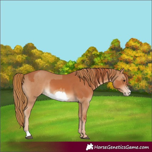 Horse Color:Chestnut  and Chestnut Frame 