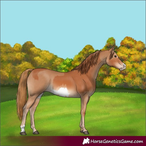 Horse Color:Chestnut and Chestnut Frame