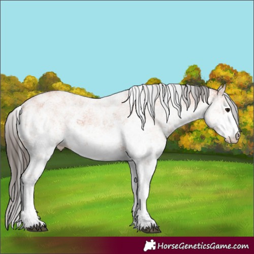 Horse Color:White Spotted Bay Sabino 