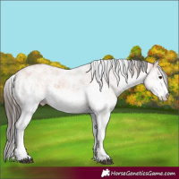 Horse Color:White Spotted Bay Sabino