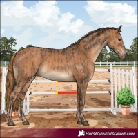Horse Color:Brown Dun and Chestnut Appaloosa