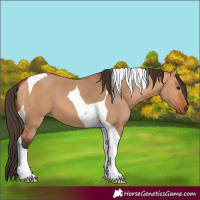 Horse Color:Bay Dun Tobiano