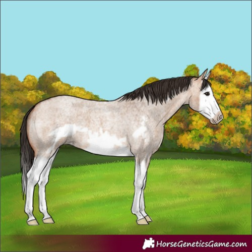 Horse Color:Bay Roan Dun Splash Frame 