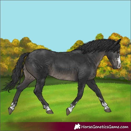 Horse Color:Black and Black