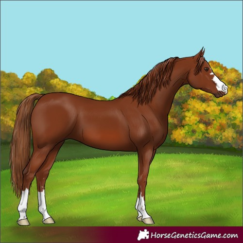Horse Color:Chestnut 