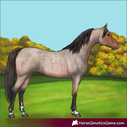 Horse Color:Bay Roan 