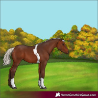 Horse Color:Silver Brown Tobiano 