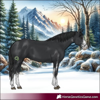 Horse Color:White Spotted Black Tobiano 