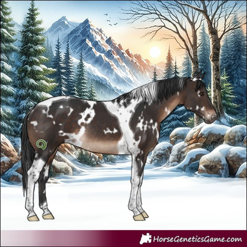 Horse Color:White Spotted Brown Tobiano Rabicano 