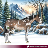 Horse Color:White Spotted Brown Dun Splash Rabicano 