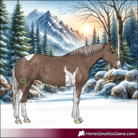 Horse Color:Silver Black Tobiano 