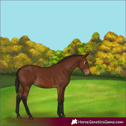 Horse Color:Gray Bay 