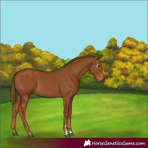 Horse Color:Gray Chestnut 