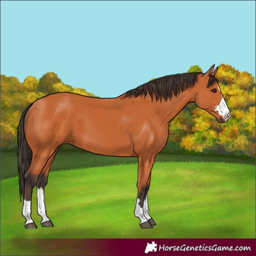 Horse Color:Bay 
