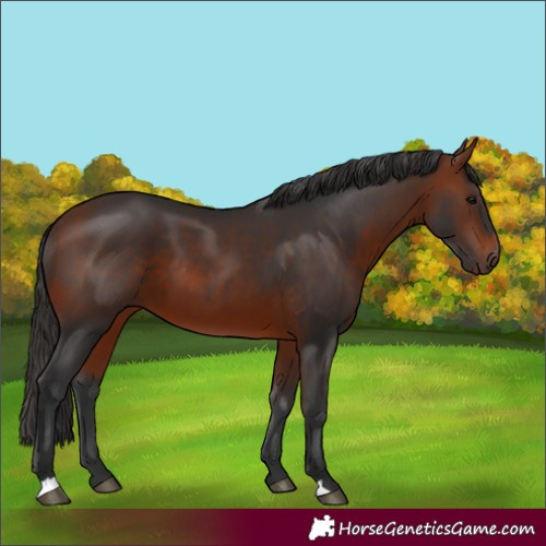 Horse Color:Bay 
