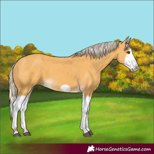 Horse Color:Palomino Splash Frame 