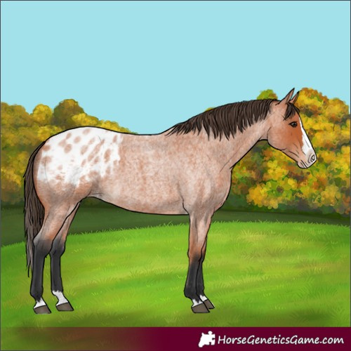 Horse Color:Bay Roan Splash Blanket 