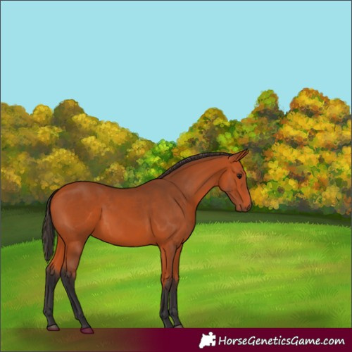 Horse Color:Bay 