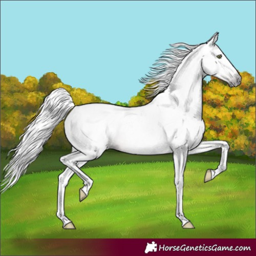 Horse Color:Gray Gold Champagne 