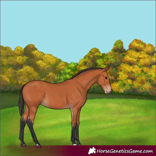 Horse Color:Bay 