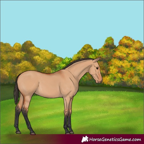 Horse Color:Bay Dun 