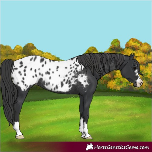 Horse Color:Black Blanket Rabicano 