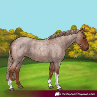 Horse Color:Red Roan Tobiano 
