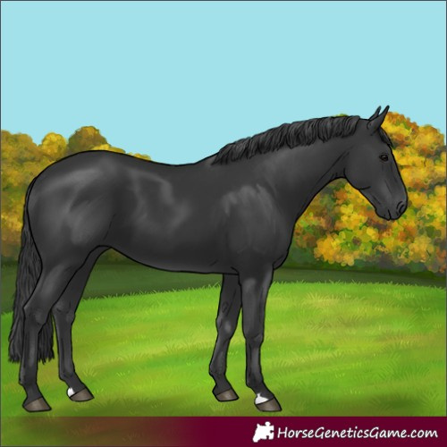 Horse Color:Black 