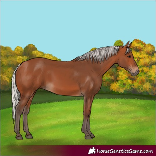 Horse Color:Silver Bay 