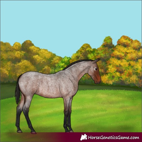 Horse Color:Gray Bay Roan 