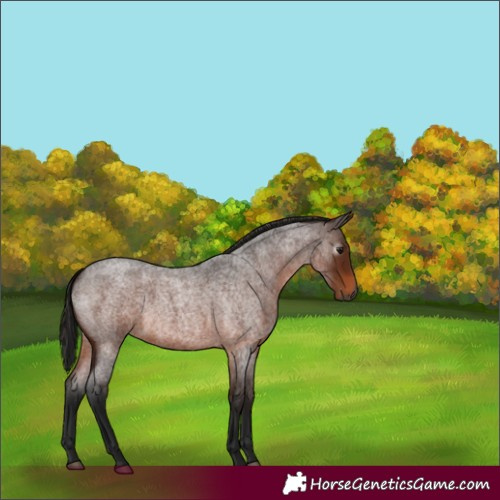Horse Color:Gray Bay Roan 