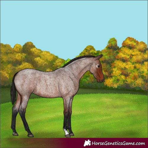 Horse Color:Gray Bay Roan 