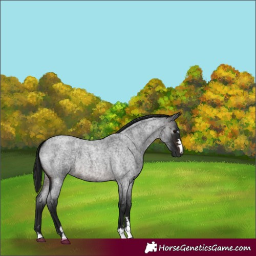 Horse Color:Gray Bay Roan 