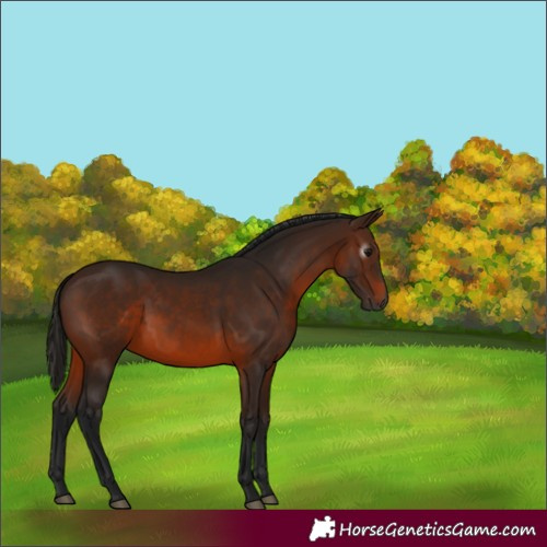 Horse Color:Gray Bay 