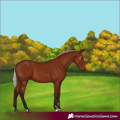 Horse Color:Gray Silver Bay 