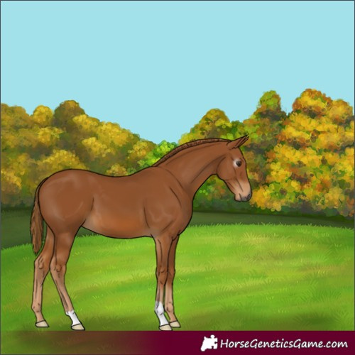 Horse Color:Gray Chestnut 
