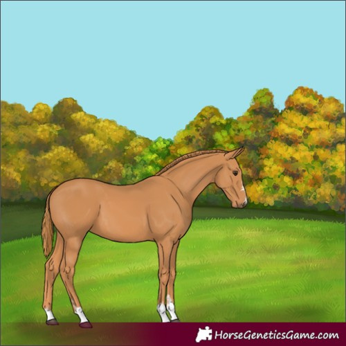 Horse Color:Chestnut 