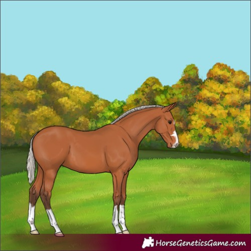 Horse Color:Silver Bay 