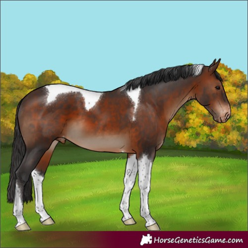 Horse Color:Brown Tobiano Appaloosa 